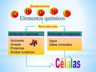 Bioelementos
C
H O N P
Moléculas orgánicas
Azúcares
Grasas
Proteínas
Ácidos nucleicos
Moléculas inorgánicas
Agua
Sales minerales
Biomoléculas
 