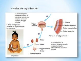 Niveles de organización
 