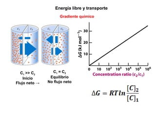 C1 >> C2
Inicio
Flujo neto →
C1 = C2
Equilibrio
No flujo neto
Energía libre y transporte
Gradiente químico
 