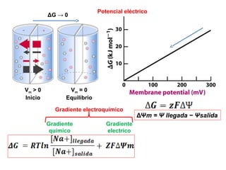 Vm > 0
Inicio
Vm = 0
Equilibrio
ΔG → 0
Potencial eléctrico
Gradiente
químico
Gradiente
electrico
Gradiente electroquímico
ΔΨm = Ψ llegada − Ψsalida
 