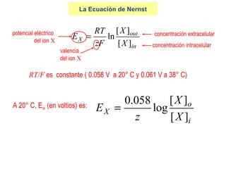 La Ecuación de Nernst
in
out
X
X
X
zF
RT
E
][
][
ln=
valencia
del ion X
potencial eléctrico
del ion X
concentración extracelular
concentración intracelular
i
o
X
X
X
z
E
][
][
log
058.0
=A 20° C, Em (en voltios) es:
RT/F es constante ( 0.058 V a 20° C y 0.061 V a 38° C)
 