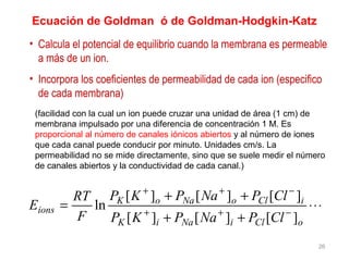 Ecuación de Goldman ó de Goldman-Hodgkin-Katz
• Calcula el potencial de equilibrio cuando la membrana es permeable
a más de un ion.
• Incorpora los coeficientes de permeabilidad de cada ion (especifico
de cada membrana)
⋅⋅⋅
++
++
= −++
−++
oCliNaiK
iCloNaoK
ions
ClPNaPKP
ClPNaPKP
F
RT
E
][][][
][][][
ln
26
(facilidad con la cual un ion puede cruzar una unidad de área (1 cm) de
membrana impulsado por una diferencia de concentración 1 M. Es
proporcional al número de canales iónicos abiertos y al número de iones
que cada canal puede conducir por minuto. Unidades cm/s. La
permeabilidad no se mide directamente, sino que se suele medir el número
de canales abiertos y la conductividad de cada canal.)
 
