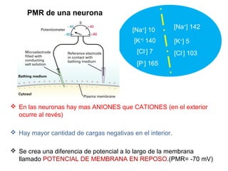 PMR de una neurona
 En las neuronas hay mas ANIONES que CATIONES (en el exterior
ocurre al revés)
 Hay mayor cantidad de cargas negativas en el interior.
 Se crea una diferencia de potencial a lo largo de la membrana
llamado POTENCIAL DE MEMBRANA EN REPOSO.(PMR= -70 mV)
[Na+
] 10
[K+]
140
[Cl-
] 7
[P-
] 165
[Na+
] 142
[Cl-
] 103
[K+
] 5
 