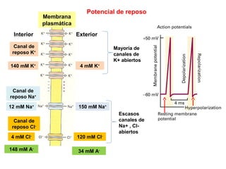 140 mM K+
4 mM K+
12 mM Na+
150 mM Na+
4 mM Cl-
120 mM Cl-
Interior Exterior
Canal de
reposo K+
Canal de
reposo Na+
Canal de
reposo Cl-
Membrana
plasmática
148 mM A-
34 mM A-
Mayoría de
canales de
K+ abiertos
Escasos
canales de
Na+ , Cl-
abiertos
Potencial de reposo
 