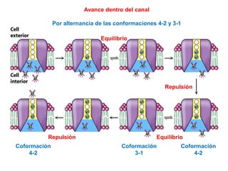 Avance dentro del canal
Por alternancia de las conformaciones 4-2 y 3-1
Equilibrio
EquilibrioRepulsión
Repulsión
Coformación
4-2
Coformación
4-2
Coformación
3-1
 