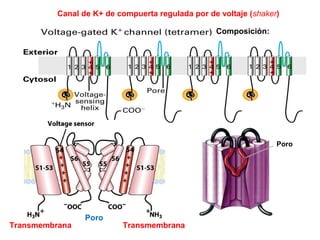 Composición:
Poro
Canal de K+ de compuerta regulada por de voltaje (shaker)
Poro
TransmembranaTransmembrana
 