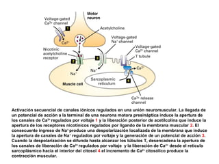 Activación secuencial de canales iónicos regulados en una unión neuromuscular. La llegada de
un potencial de acción a la terminal de una neurona motora presináptica induce la apertura de
los canales de Ca2+
regulados por voltaje 1 y la liberación posterior de acetilcolina que induce la
apertura de los receptores nicotínicos regulados por ligando de la membrana muscular 2. El
consecuente ingreso de Na+
produce una despolarización localizada de la membrana que induce
la apertura de canales de Na+
regulados por voltaje y la generación de un potencial de acción 3.
Cuando la despolarización se difunda hasta alcanzar los túbulos T, desencadena la apertura de
los canales de liberación de Ca2+
regulados por voltaje y la liberación de Ca2+
desde el retículo
sarcoplásmico hacia el interior del citosol 4 el incremento de Ca2+
citosólico produce la
contracción muscular.
 