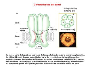 Características del canal
La mayor parte de la proteína sobresale de la superficie externa de la membrana plasmática.
La hélice M2 (rojo) de cada subunidad es parte del revestimiento del canal iónico. Las
cadenas laterales de aspartato y glutamato, en ambos extremos de cada hélice M2, forman
dos anillos de carga negativa que contribuyen a excluir aniones del canal y atraer cationes.
La compuerta que se abre por la fijación de acetilcolina se encuentra dentro del poro
 