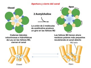 Apertura y cierre del canal
Cadenas laterales
voluminosas e hidrofóbicas
de Leu en las hélices M2,
cierran el canal
Las hélices M2 tienen ahora
residuos polares más pequeños
recubriendo el canal abierto
La unión de 2 moléculas
de acetilcolina produce
un giro en las hélices M2
 
