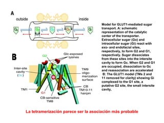 Model for GLUT1-mediated sugar
transport. A: schematic
representation of the catalytic
center of the transporter.
Extracellular sugar (Go) and
intracellular sugar (Gi) react with
exo- and endofacial sites,
respectively, to form G2 and G1,
respectively. Sugar dissociates
from these sites into the intersite
cavity to form Gc. When G2 and G1
are occupied, dissociation to Gc
and reassociation are accelerated
B: The GLUT1 model (TMs 2 and
11 removed for clarity) showing Gi
complexed to the G1 site, a
putative G2 site, the small intersite
cavity,
La tetramerización parece ser la asociación más probable
 