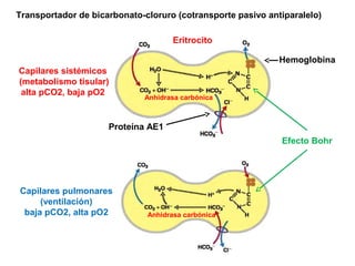 Capilares sistémicos
(metabolismo tisular)
alta pCO2, baja pO2
Hemoglobina
Eritrocito
Proteína AE1
Capilares pulmonares
(ventilación)
baja pCO2, alta pO2
Efecto Bohr
Anhidrasa carbónica
Anhidrasa carbónica
Transportador de bicarbonato-cloruro (cotransporte pasivo antiparalelo)
 