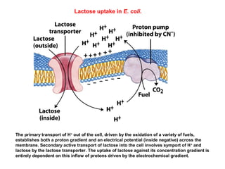 The primary transport of H+
out of the cell, driven by the oxidation of a variety of fuels,
establishes both a proton gradient and an electrical potential (inside negative) across the
membrane. Secondary active transport of lactose into the cell involves symport of H+
and
lactose by the lactose transporter. The uptake of lactose against its concentration gradient is
entirely dependent on this inflow of protons driven by the electrochemical gradient.
Lactose uptake in E. coli.
 