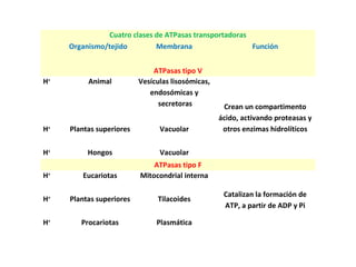 Cuatro clases de ATPasas transportadoras
Organismo/tejido Membrana Función
ATPasas tipo V
H+
Animal Vesículas lisosómicas,
endosómicas y
secretoras Crean un compartimento
ácido, activando proteasas y
otros enzimas hidrolíticosH+
Plantas superiores Vacuolar
H+
Hongos Vacuolar
ATPasas tipo F
H+
Eucariotas Mitocondrial interna
Catalizan la formación de
ATP, a partir de ADP y Pi
H+
Plantas superiores Tilacoides
H+
Procariotas Plasmática
 