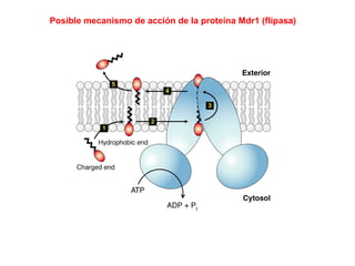 Posible mecanismo de acción de la proteína Mdr1 (flipasa)
 