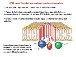 Es un canal regulador de conductancia y un canal de Cl-
Posee 5 dominios en un polipéptido: 2 dominios con seis hélices
transmembrana, 2 dominios de unión a ATP (NBD) y un dominio regulador
Interviene en los movimientos de sal y agua en la membrana apical
epitelial
CFTR cystic fibrosis transmembrane conductance regulator
P
La mutación ocasionada por la
delección de Phe 508 en NBD1
es la causante de la mayoría de
casos de fibrosis quística
 