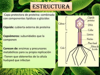 ESTRUCTURA
-Capa protectora de proteína: combinada
con componentes lipídicos o glúcidos
Cápside: cubierta externa de proteína
Capsómeros: subunidades que la
componen
Carecen de: enzimas y precursores
metabólicos para su propia replicación
-Tienen que obtenerlos de la célula
huésped que infectan
 