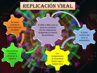 REPLICACIÓN VIRAL
El DNA o RNA viral se
pone en contacto
con los ribosomas,
dirigiendo la síntesis
de proteínas
Las enzimas
celulares
eliminan la
cubierta
Se inicia
cuando el
virus entra en
la célula
El ácido
nucleico del
virus se
autoduplica
Los
componentes
se ensamblan
dando lugar a
nuevos virus
 