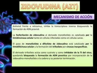 Antiviral frente a retrovirus, inhibe la transcriptasa inversa bloqueando la
formación de ADN proviral.
La fosforilación de zidovudina al derivado monofosfato es catalizada por la
timidincinasa celular tanto en células infectadas como en células sanas.
El paso de monofosfato a difosfato de zidovudina está catalizado por la
timidililcinasa celular y la formación del trifosfato por cinasas inespecíficas.
El derivado trifosfato actúa como sustrato y como inhibidor de la TI del virus,
quedando bloqueada la formación de ADN provírico por incorporación de la
zidovudina-monofosfato a la cadena y su posterior terminación.
 