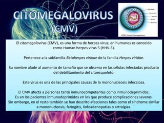 El citomegalovirus (CMV), es una forma de herpes virus; en humanos es conocido
como Human herpes virus 5 (HHV-5).
Pertenece a la subfamilia Betaherpes virinae de la familia Herpes viridae.
Su nombre alude al aumento de tamaño que se observa en las células infectadas producto
del debilitamiento del citoesqueleto.
Este virus es una de las principales causas de la mononucleosis infecciosa.
El CMV afecta a personas tanto inmunocompetentes como inmunodeprimidos.
Es en los pacientes inmunodeprimidos en los que produce complicaciones severas.
Sin embargo, en el resto también se han descrito afecciones tales como el síndrome similar
a mononucleosis, faringitis, linfoadenopatías o artralgias.
 