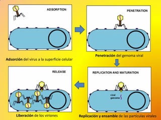 Adsorción del virus a la superficie celular
Penetración del genoma viral
Replicación y ensamble de las partículas viralesLiberación de los viriones
 
