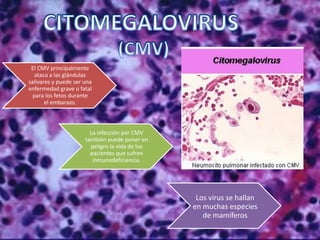 El CMV principalmente
ataca a las glándulas
salivares y puede ser una
enfermedad grave o fatal
para los fetos durante
el embarazo.
La infección por CMV
también puede poner en
peligro la vida de los
pacientes que sufren
inmunodeficiencia.
Los virus se hallan
en muchas especies
de mamíferos
 