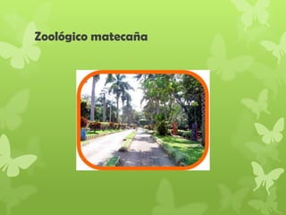 Zoológico matecaña
 