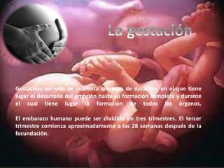 Gestación: período de cuarenta semanas de duración, en el que tiene
lugar el desarrollo del embrión hasta su formación completa y durante
el cual tiene lugar la formación de todos los órganos.
El embarazo humano puede ser dividido en tres trimestres. El tercer
trimestre comienza aproximadamente a las 28 semanas después de la
fecundación.
 
