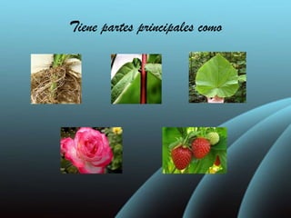 Tiene partes principales como
 