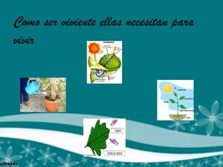 Como ser viviente ellas necesitan para
vivir
 