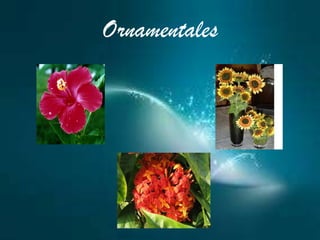 Ornamentales
 