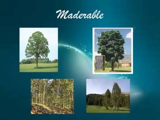 Maderable
 