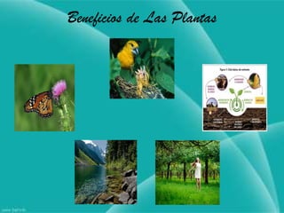 Beneficios de Las Plantas
 