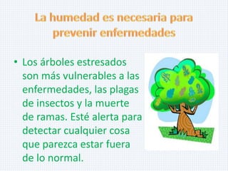 • Los árboles estresados
son más vulnerables a las
enfermedades, las plagas
de insectos y la muerte
de ramas. Esté alerta para
detectar cualquier cosa
que parezca estar fuera
de lo normal.

 