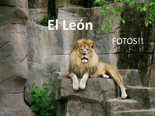 El León
FOTOS!!

 