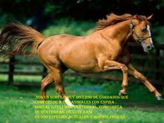vertebrados
son un subfilo muy diverso de cordados que
comprende a los animales con espina
dorsal o columna vertebral, compuesta
de vértebras. Incluye casi
62 000 especies actuales y muchos fósiles.

 