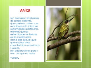 aves
son animales vertebrados,
de sangre caliente,
que caminan, saltan o se
mantienen solo sobre las
extremidades posteriores,
mientras que las
extremidades anteriores
están modificadas
como alas que, al igual
que muchas otras
características anatómica
s únicas,
son adaptaciones para v
olar, aunque no todas

.

vuelan

 