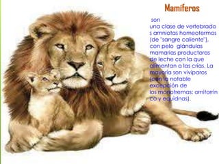 Mamíferos
son
una clase de vertebrado
s amniotas homeotermos
(de "sangre caliente"),
con pelo glándulas
mamarias productoras
de leche con la que
alimentan a las crías. La
mayoría son vivíparos
(con la notable
excepción de
los monotremas: ornitorrin
co y equidnas).

 