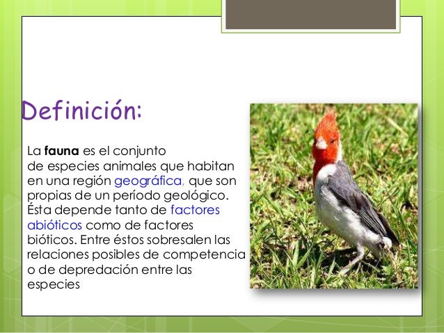 La fauna 2