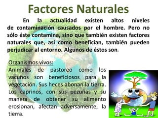 Factores Naturales
En la actualidad existen altos niveles
de contaminación causados por el hombre. Pero no
sólo éste contamina, sino que también existen factores
naturales que, así como benefician, también pueden
perjudicar al entorno. Algunos de éstos son:
Organismos vivos:
Animales de pastoreo como los
vacunos son beneficiosos para la
vegetación. Sus heces abonan la tierra.
Los caprinos, con sus pezuñas y su
manera de obtener su alimento
erosionan, afectan adversamente, la
tierra.

 