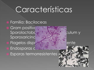 Características
Familia: Bacilaceas
 Gram positivos (Bacillus,
Sporolactobacillus, Deusumaculum y
Sporosaricina)
 Flagelos dispuestos peritricamente
 Endosporas de forma oval o esféricas
 Esporas termorresistentes


 