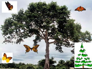 Las mariposas estan tristes