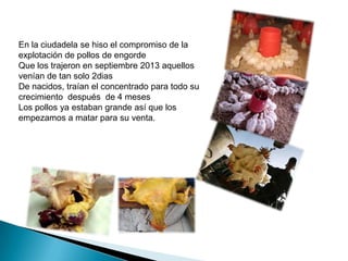 En la ciudadela se hiso el compromiso de la
explotación de pollos de engorde
Que los trajeron en septiembre 2013 aquellos
venían de tan solo 2dias
De nacidos, traían el concentrado para todo su
crecimiento después de 4 meses
Los pollos ya estaban grande así que los
empezamos a matar para su venta.

 