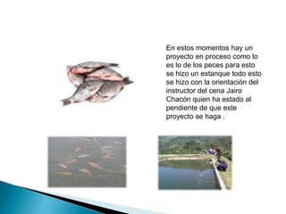 En estos momentos hay un
proyecto en proceso como lo
es lo de los peces para esto
se hizo un estanque todo esto
se hizo con la orientación del
instructor del cena Jairo
Chacón quien ha estado al
pendiente de que este
proyecto se haga .

 