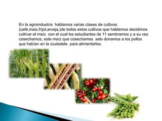 En la agroindustria hablamos varias clases de cultivos
(café,maiz,frijol,arveja,)de todos estos cultivos que hablamos decidimos
cultivar el maíz con el cual los estudiantes de 11 sembramos y a su vez
cosechamos, este maíz que cosechamos selo donamos a los pollos
que habían en la ciudadela para alimentarlos.

 