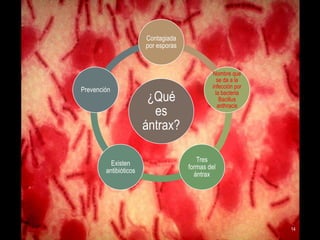 Contagiada
por esporas

Prevención

Existen
antibióticos

¿Qué
es
ántrax?

Nombre que
se da a la
infección por
la bacteria
Bacillus
anthracis

Tres
formas del
ántrax

14

 