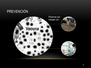 PREVENCIÓN
Personas que
trabajan con:

19

 