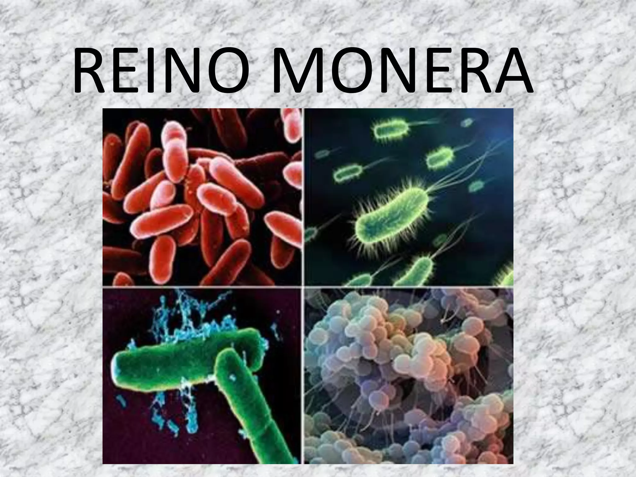 Clasificación de los seres vivos | PPTX