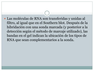  Las moléculas de RNA son transferidas y unidas al

filtro, al igual que en el Southern blot. Después de la
hibridación con una sonda marcada (y posterior a la
detección según el método de marcaje utilizado), las
bandas en el gel indican la ubicación de los tipos de
RNA que sean complementarios a la sonda.

 