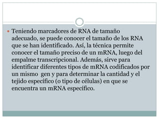  Teniendo marcadores de RNA de tamaño

adecuado, se puede conocer el tamaño de los RNA
que se han identificado. Así, la técnica permite
conocer el tamaño preciso de un mRNA, luego del
empalme transcripcional. Además, sirve para
identificar diferentes tipos de mRNA codificados por
un mismo gen y para determinar la cantidad y el
tejido específico (o tipo de células) en que se
encuentra un mRNA específico.

 