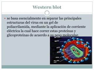 Western blot
 se basa esencialmente en separar las principales

estructuras del virus en un gel de
poliacrilamida, mediante la aplicación de corriente
eléctrica la cual hace correr estas proteínas y
glicoproteínas de acuerdo a su peso molecular.

 